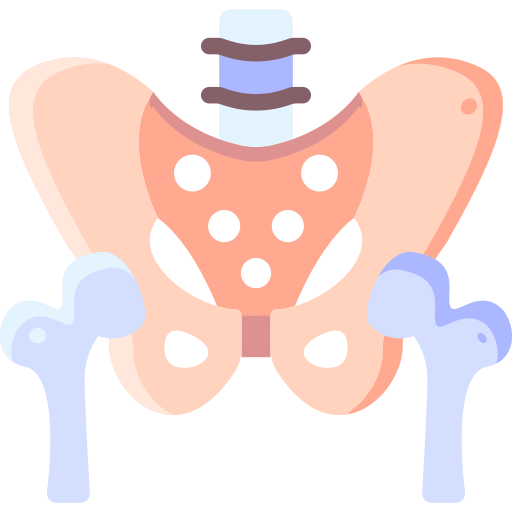 Pelvis